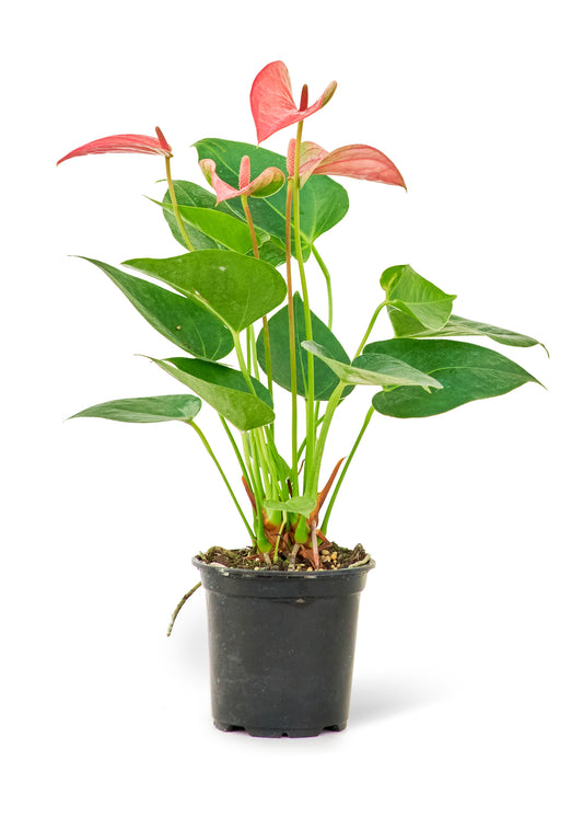 Anthurium 'Pink Flamingo', Small