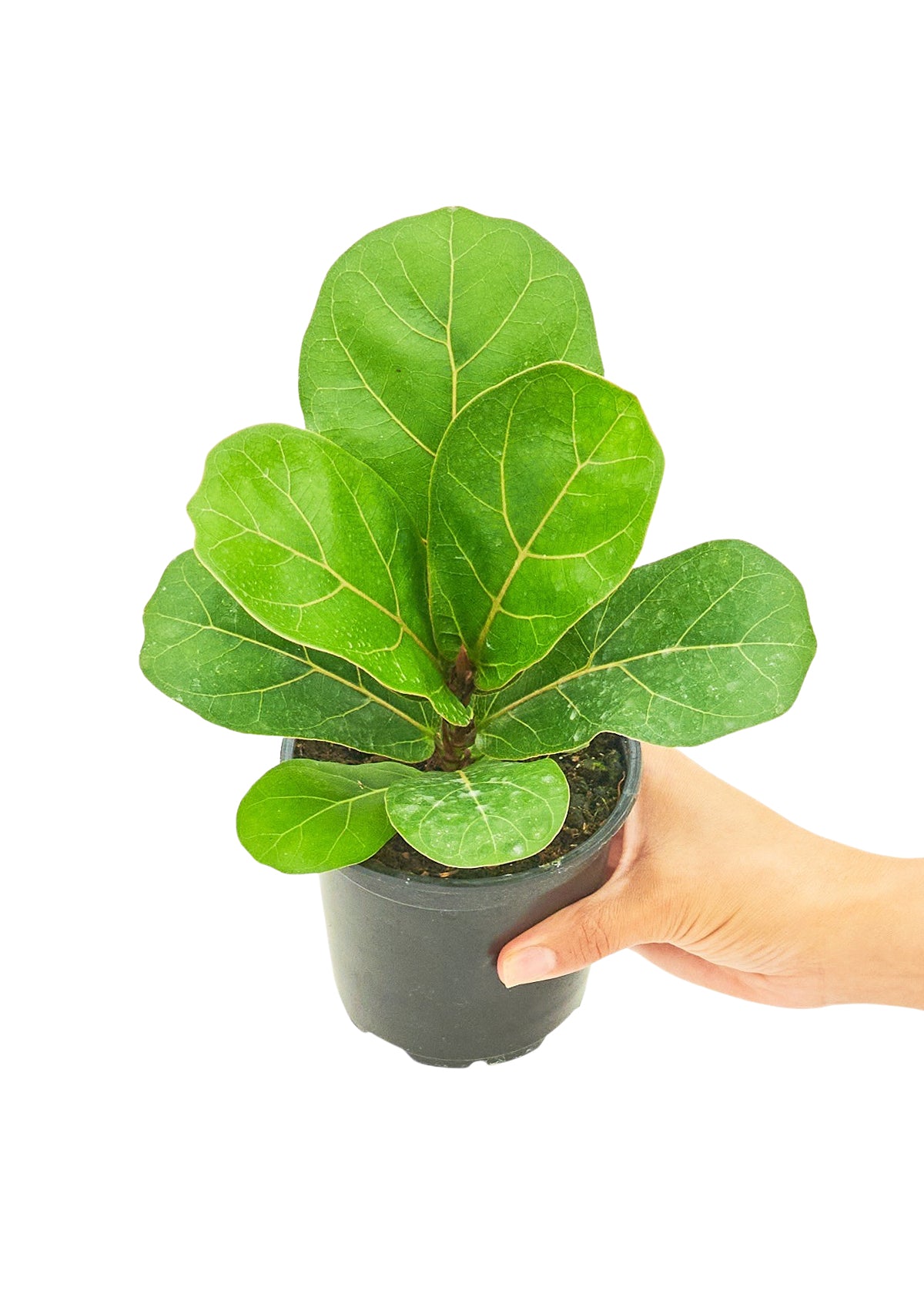 Fiddle Leaf Fig, Small