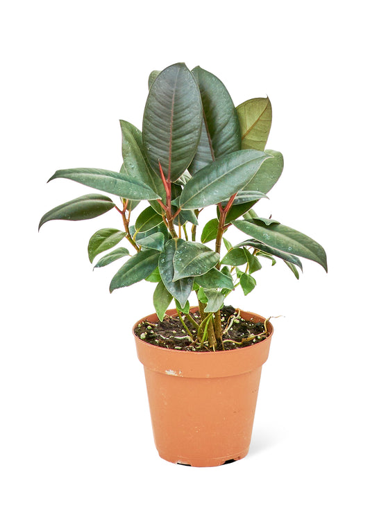 Rubber Tree 'Burgundy', Small