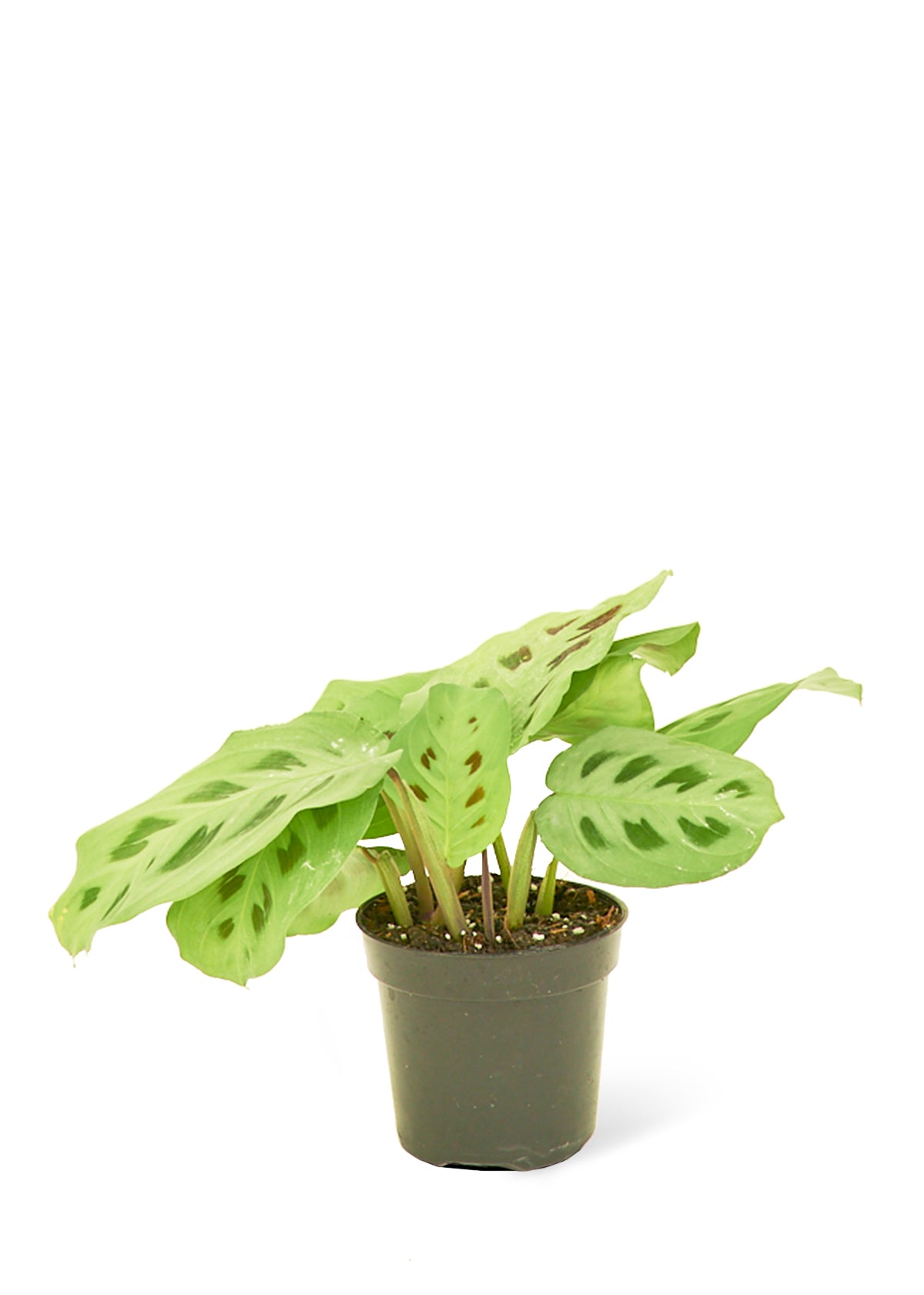 Prayer Plant 'Beauty Kim', Small