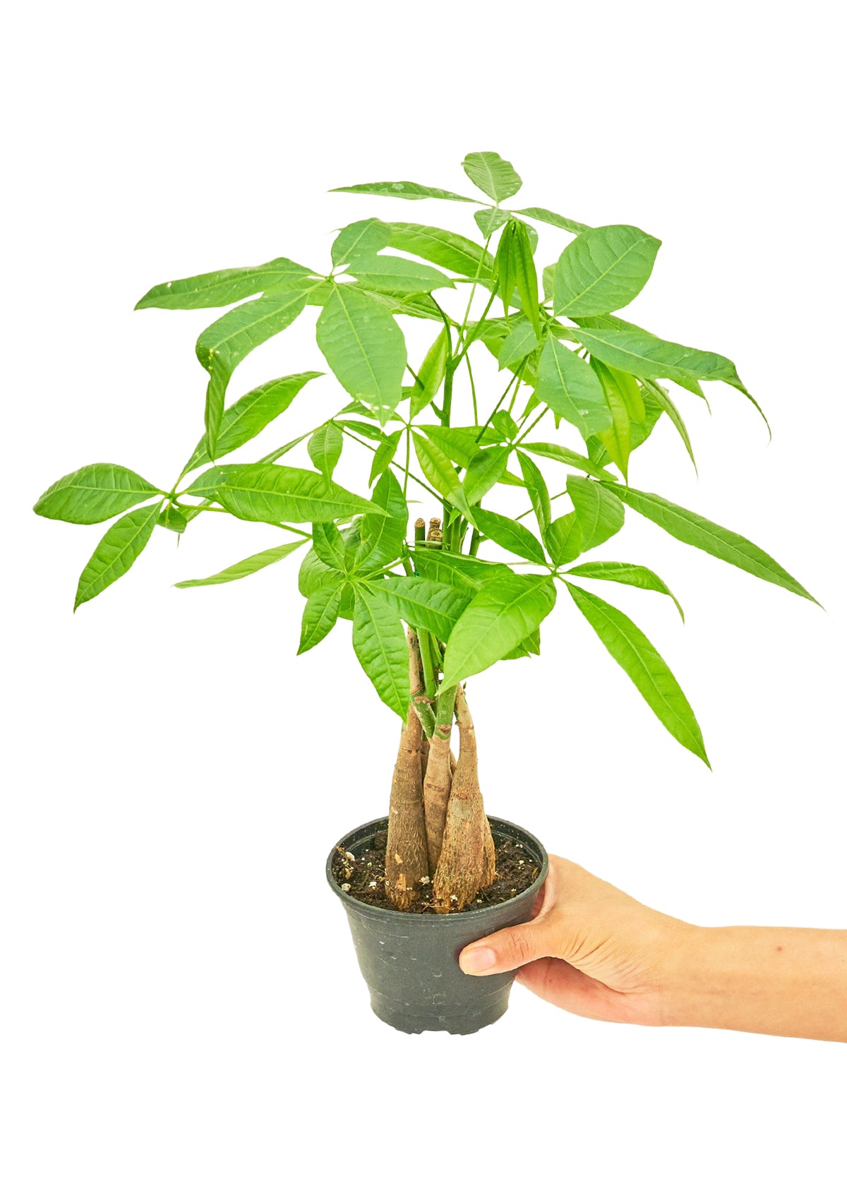 Braided Money Tree, Small