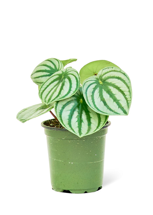 Watermelon Peperomia, Small