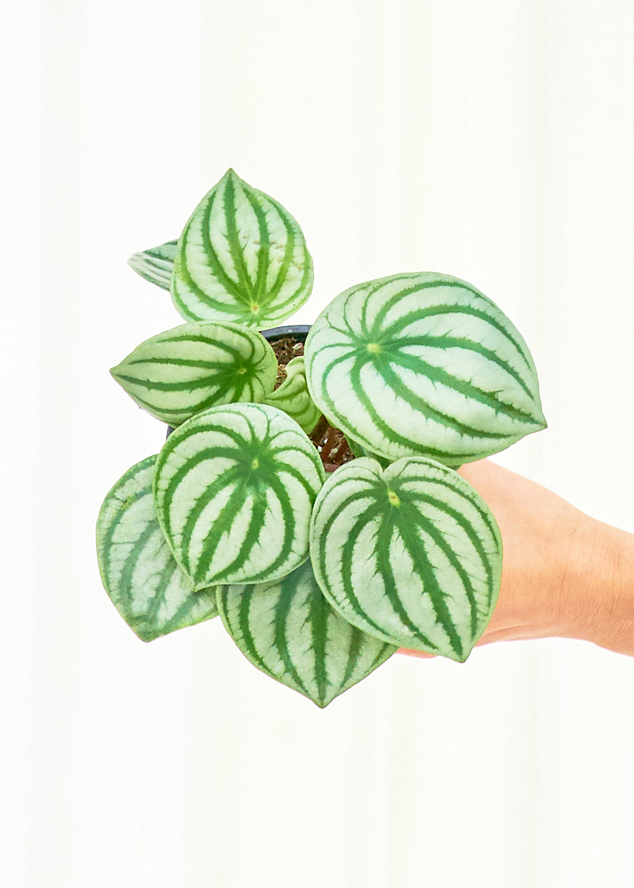 Watermelon Peperomia, Small