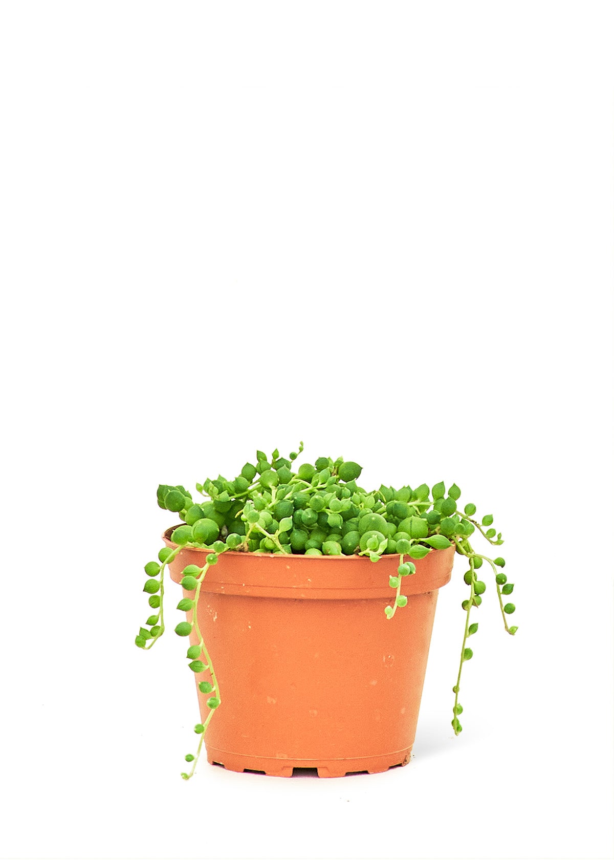 String of Pearls, Small