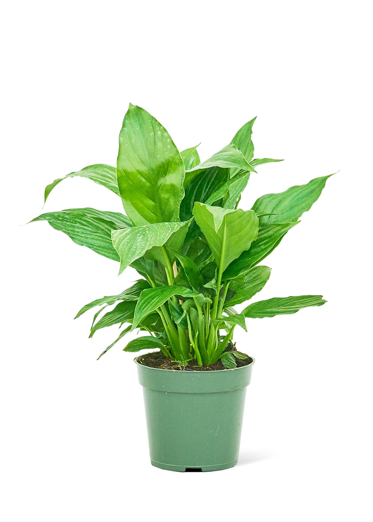 Peace Lily, Small