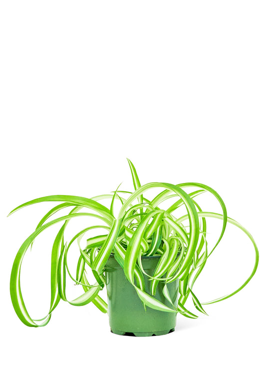 Spider Plant 'Bonnie', Small