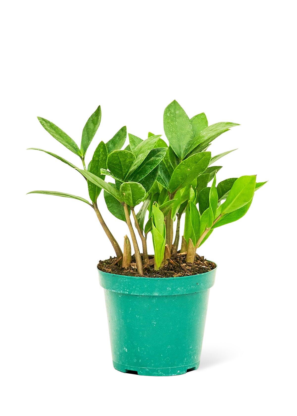 ZZ Plant, Small