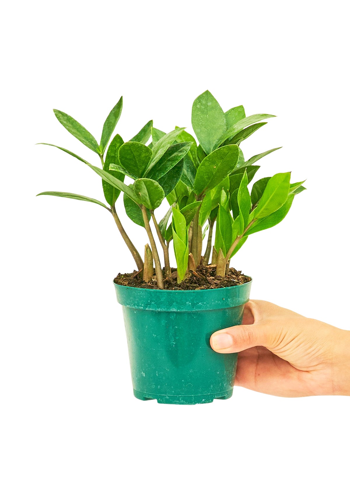 ZZ Plant, Small