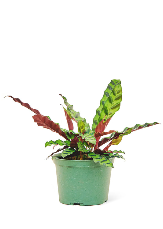 Calathea 'Rattlesnake', Medium