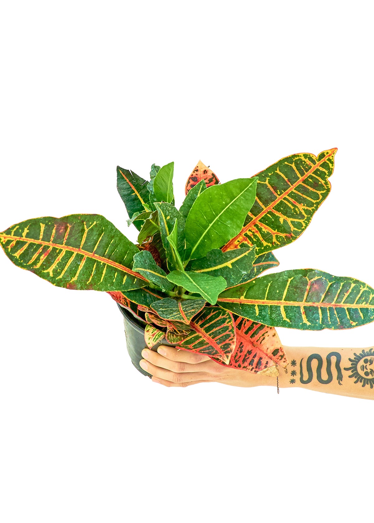 Croton 'Petra', Medium