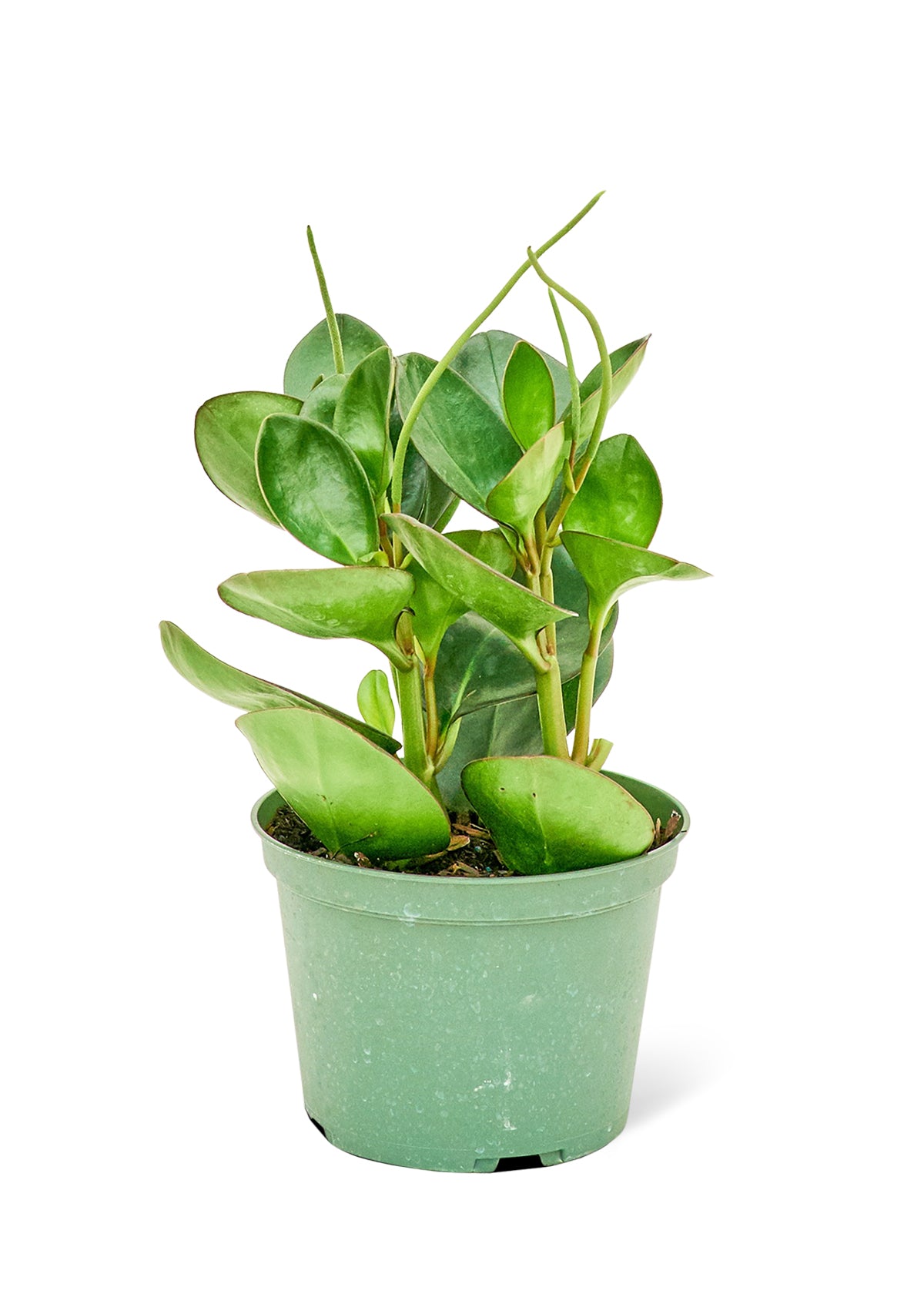 Baby Rubber Plant, Medium