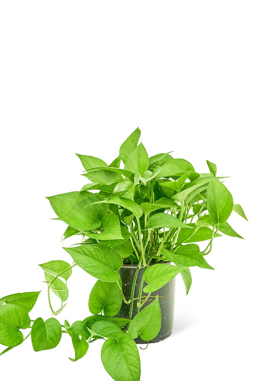 Pothos 'Jade', Medium