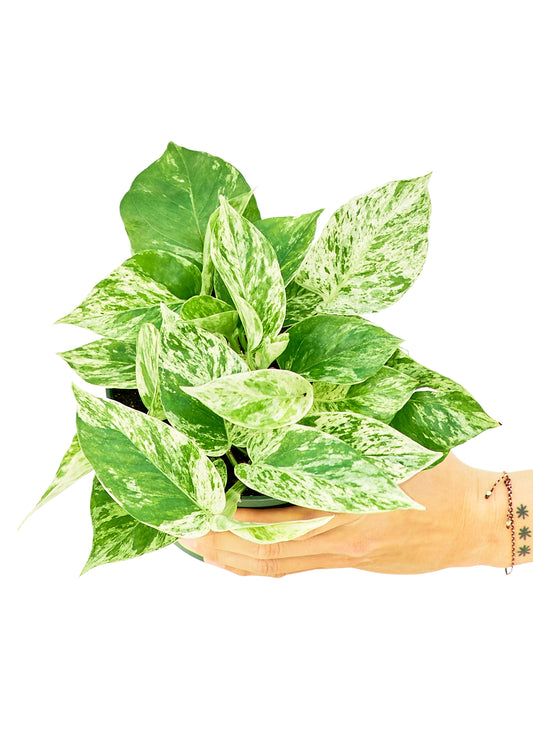 Pothos 'Marble Queen', Medium