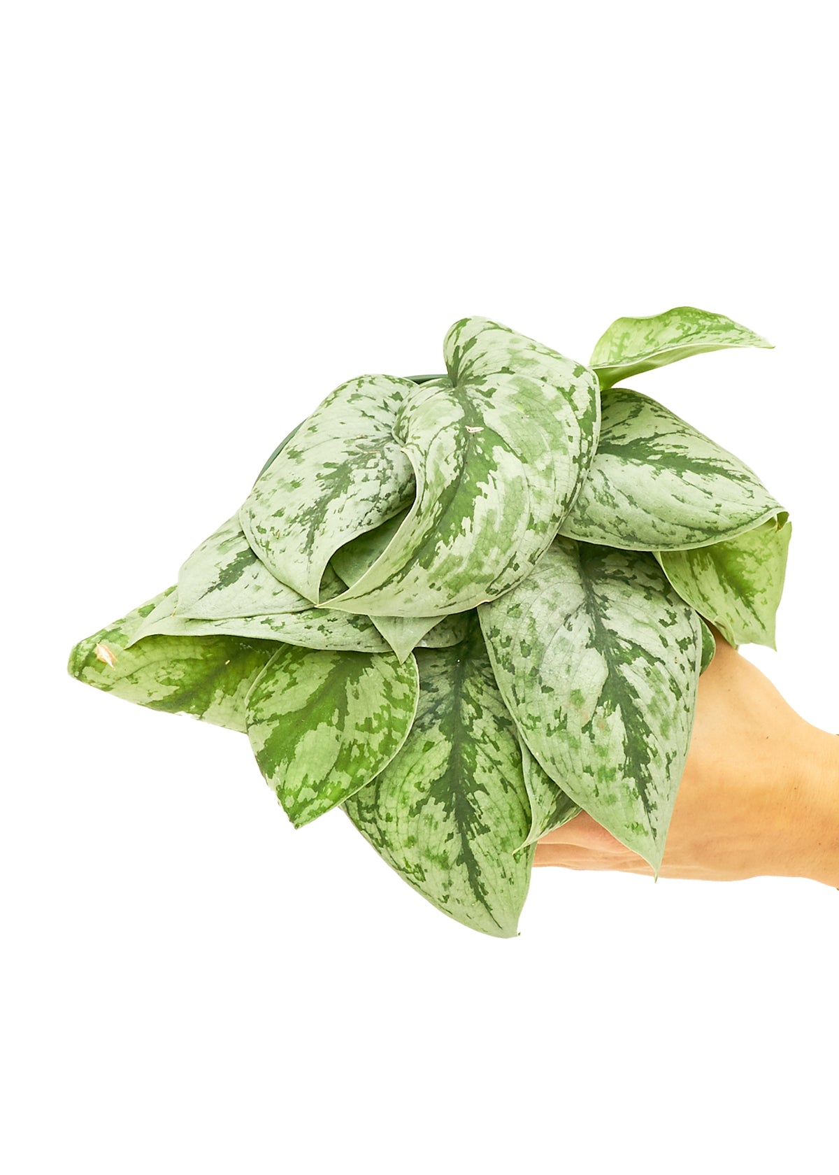 Silver Pothos 'Exotica', Medium