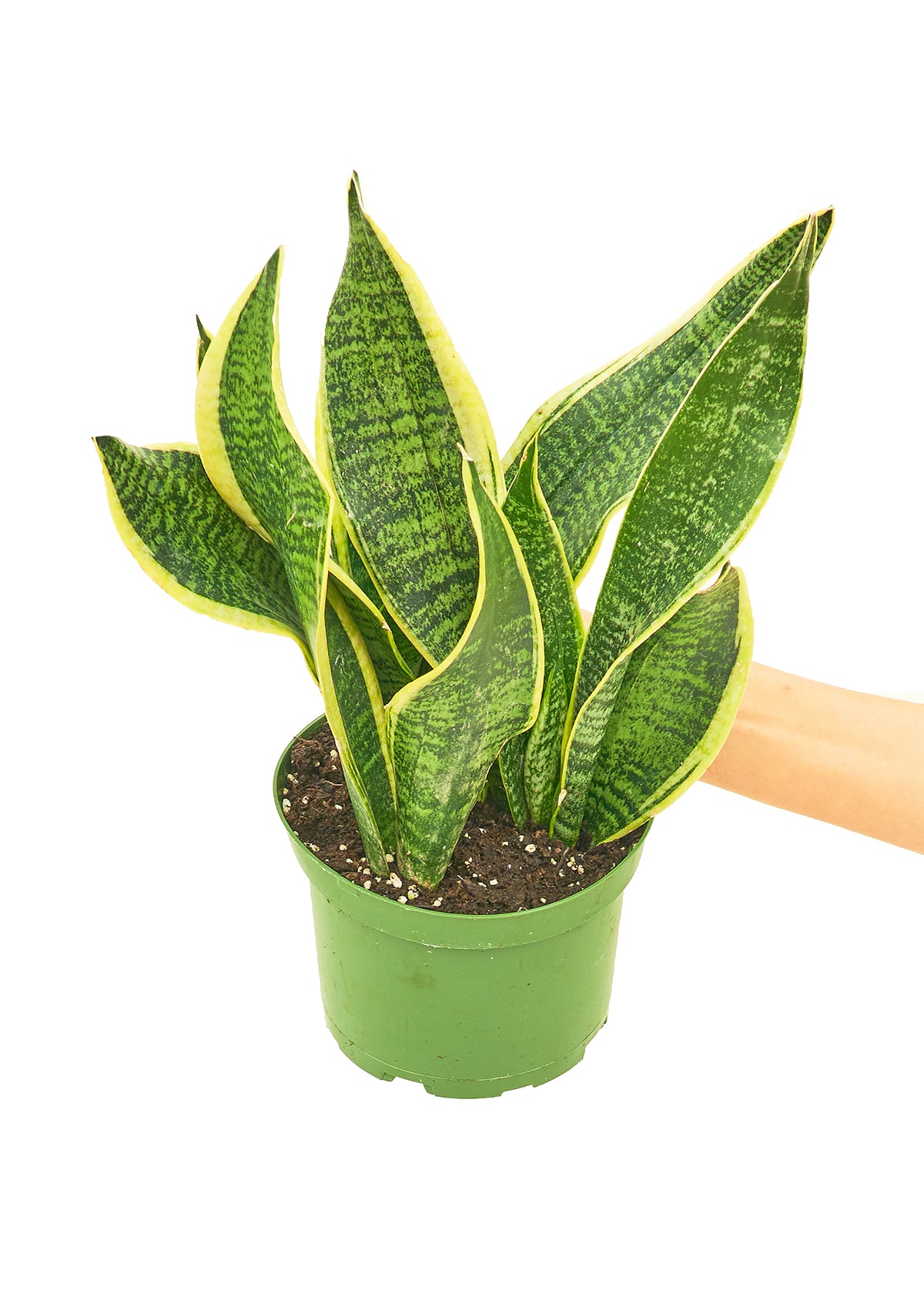 Snake Plant 'Laurentii', Medium