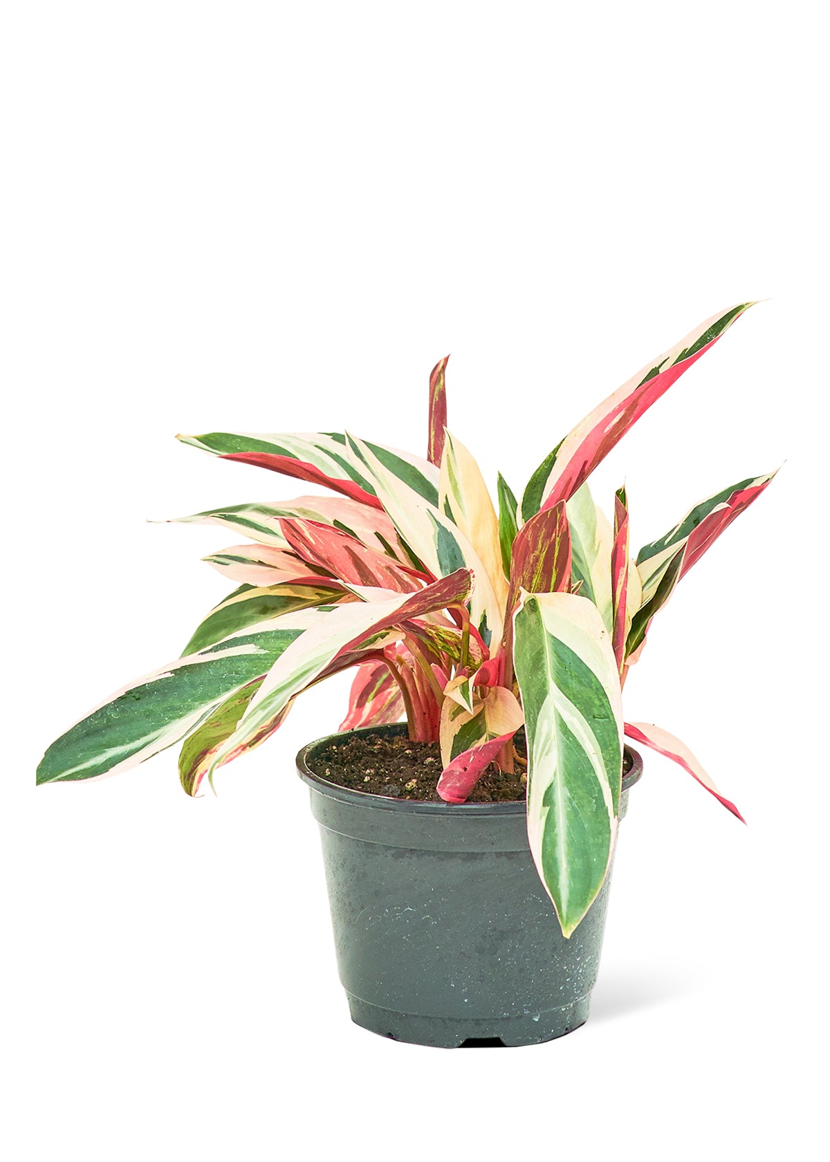 Stromanthe 'Triostar', Medium