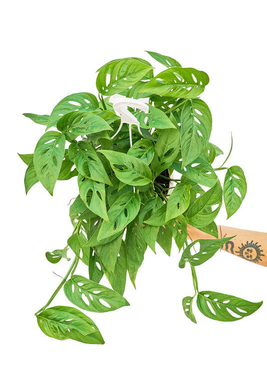 Swiss Cheese Vine, Large